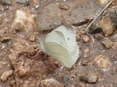 Pieris ergane