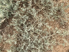 Ceratocarpus arenarius