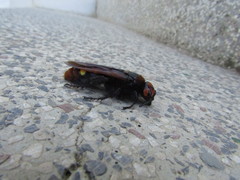 Megascolia maculata maculata