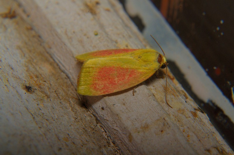 Earias roseifera