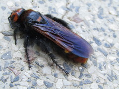 Megascolia maculata maculata