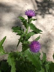 Carduus crispus