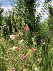 Verbascum × rubiginosum
