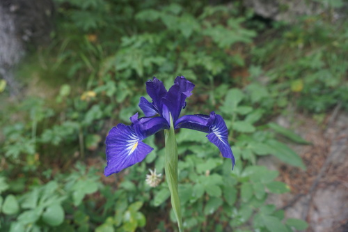 Image of Iris latifolia by (c) Antoine MARNAT, some rights reserved (CC BY)