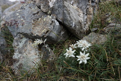 Artemisia eriantha, photograph (c) Antoine MARNAT, some rights reserved (CC BY)