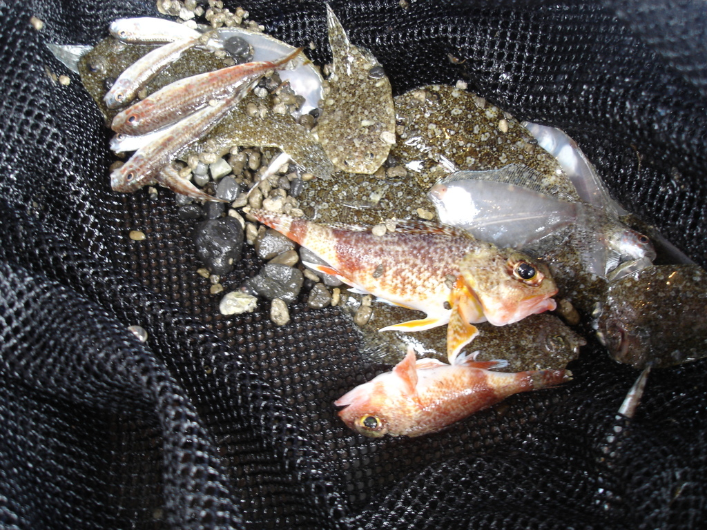 Red Little Gurnard Perch