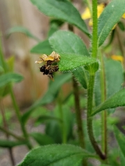 Synchlora aerata
