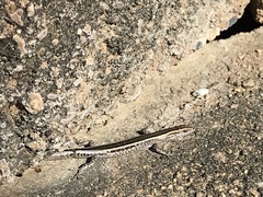 Cryptoblepharus