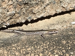 Cryptoblepharus