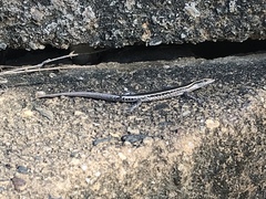 Cryptoblepharus
