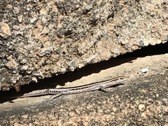 Cryptoblepharus