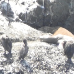 Zalophus californianus