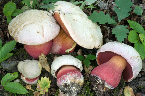 Devil's Bolete