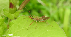 Epidaus tuberosus
