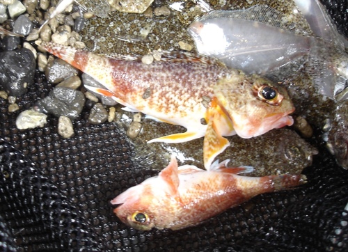Raoul gurnard perch (Maxillicosta raoulensis) — Neosebastidae — 4