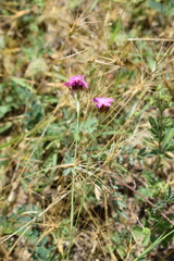 Dianthus capitatus