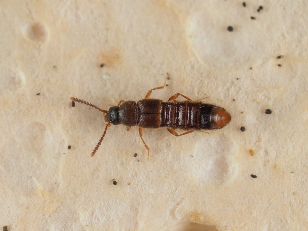 Silusa rubra