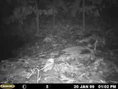 Megascops trichopsis