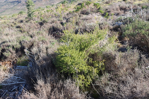 Melaleuca styphelioides