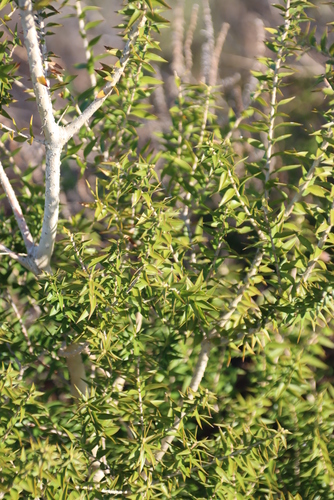 Melaleuca styphelioides
