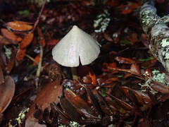 Entoloma canoconicum