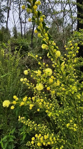 Acacia trapezoidea