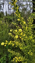 Acacia trapezoidea