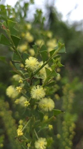 Acacia trapezoidea, photograph 1