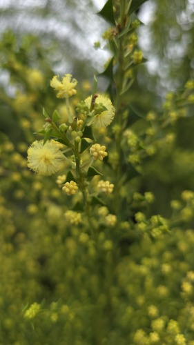 Acacia trapezoidea, photograph 2