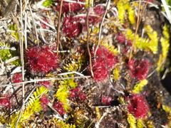 Drosera admirabilis