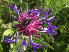 Cortodera holosericea