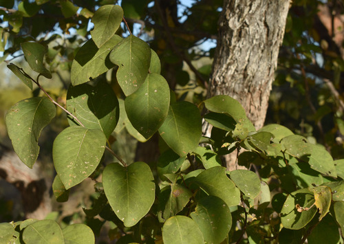 Flueggea virosa melanthesoides