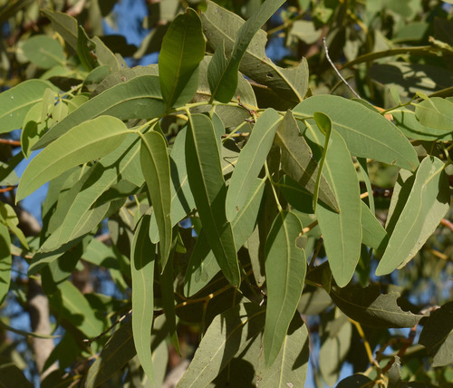 Eucalyptus leucophylla × pruinosa