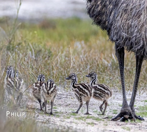 Emu, photo 4 of 10