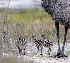 Emu photo 4