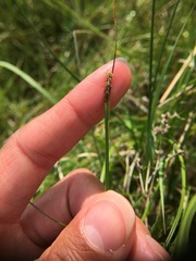 Eleocharis uniglumis
