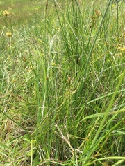 Eleocharis uniglumis