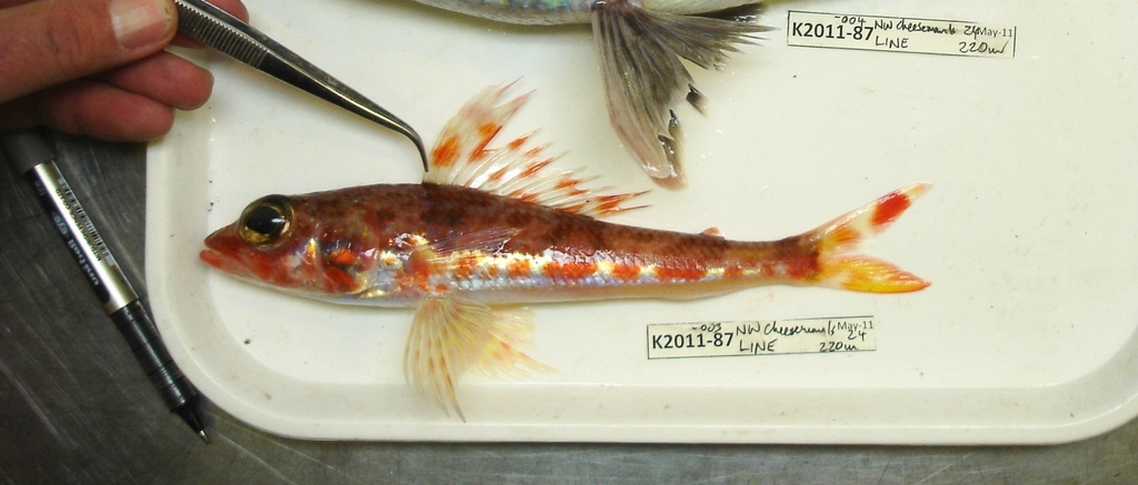 Flaming Flagfin