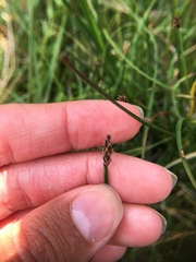 Eleocharis quinqueflora