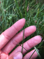 Eleocharis quinqueflora