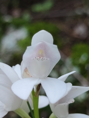 Image of Govenia liliacea by (c) Liliana Ramírez-Freire, some rights reserved (CC BY)