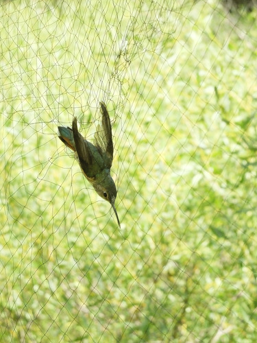 iNaturalist observation photo of Rufous, Allen's, and Allied Hummingbirds
