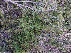 Cliffortia ferruginea