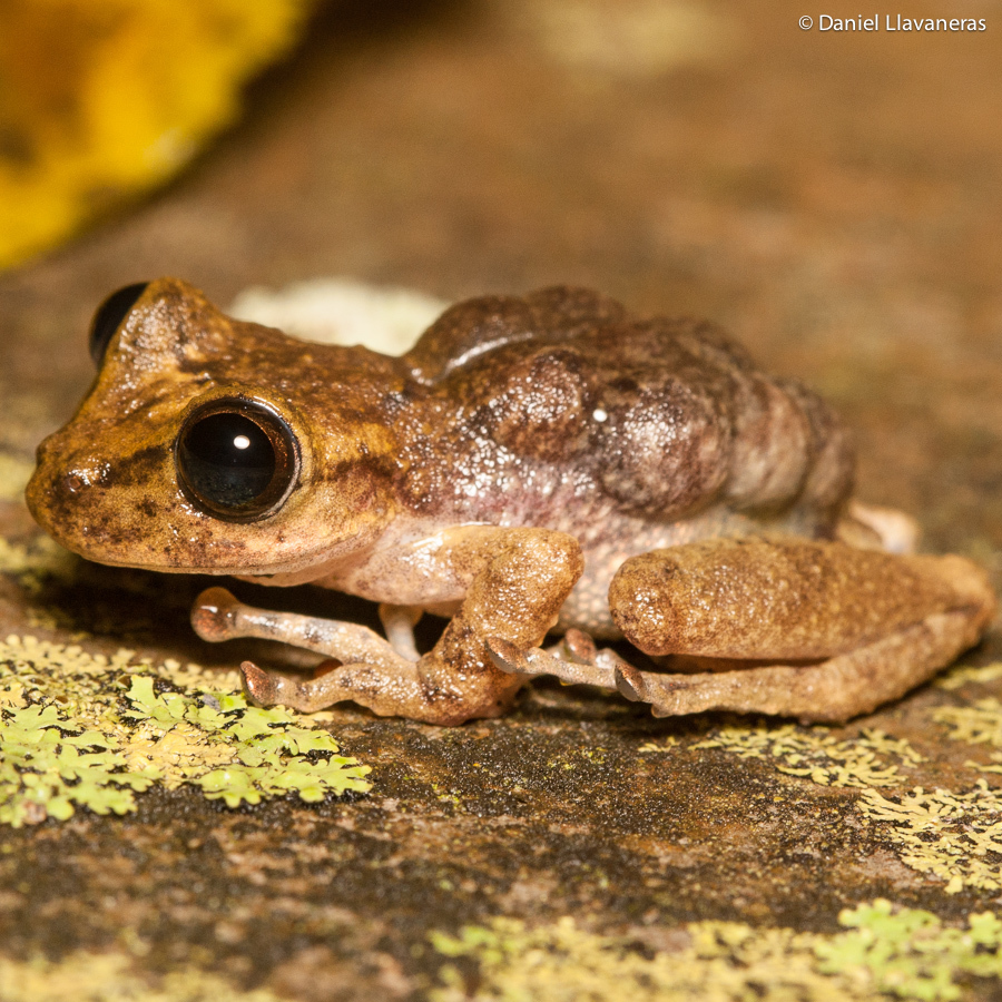 Puerto Cabello Treefrog