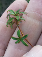 Cliffortia ferruginea