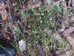 Lachnaea penicillata