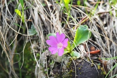 Anemonastrum zephyrum
