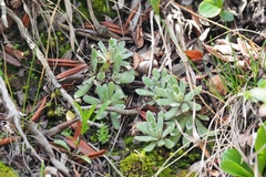 Anemonastrum zephyrum