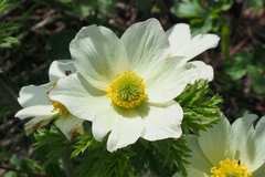 Anemonastrum zephyrum