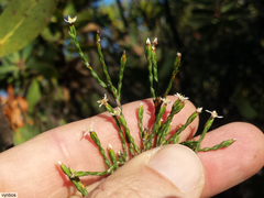 Lachnaea penicillata